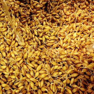 malting barley