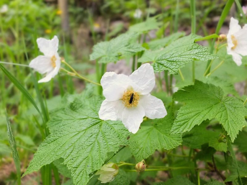 wildflowers wildflowers