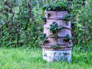 strawberry barrel strawberry barrel