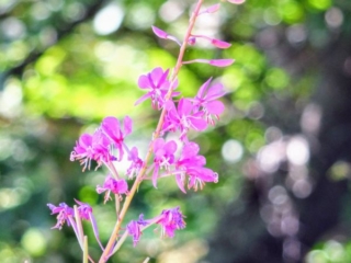 wildflowers wildflowers