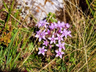 wildflowers wildflowers