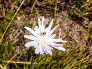 wildflower wildflower
