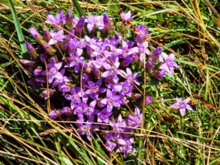 wildflowers wildflowers