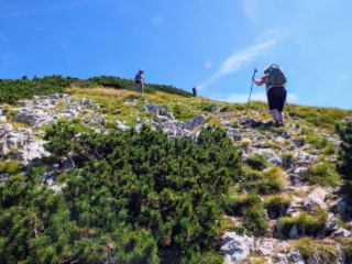 to the top to the top