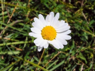 wildflower wildflower