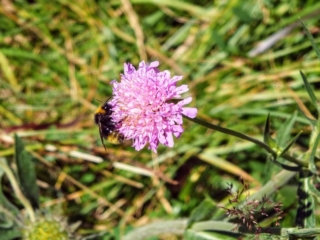 wildflower wildflower