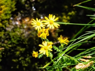 wildflowers wildflowers
