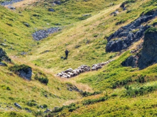 shepherd shepherd