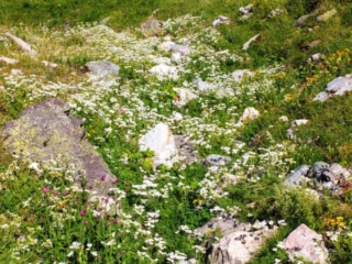 flowery spot flowery spot