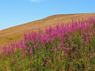 wildflowers wildflowers