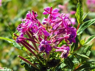 wildflowers wildflowers