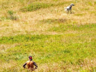 a man and his horse (wild blueberry pickers) a man and his horse (wild blueberry pickers)