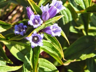 wildflowers wildflowers
