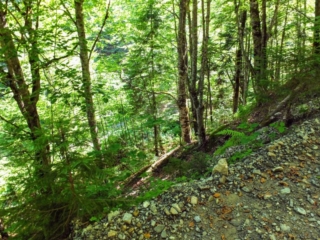 forested hillside forested hillside