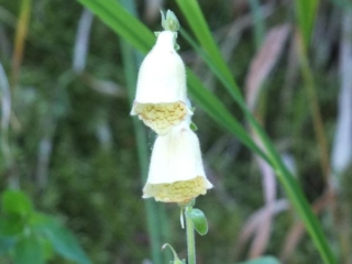 wildflowers wildflowers