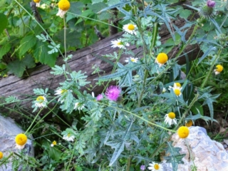 wildflowers wildflowers