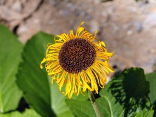 wildflower wildflower