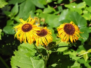 wildflowers wildflowers