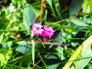 wildflowers wildflowers
