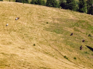 roaming horses roaming horses