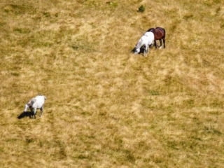 roaming horses roaming horses