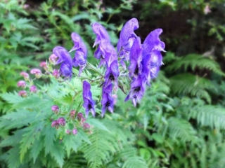 wildflowers wildflowers