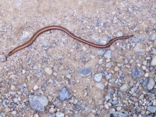 snake on the trail snake on the trail