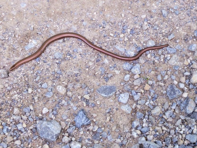 snake on the trail