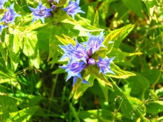 mountain flowers mountain flowers