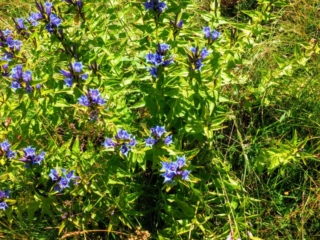 mountain flowers mountain flowers
