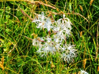 mountain flowers mountain flowers