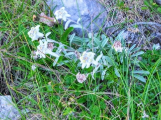 Edelweiss Edelweiss