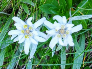 Edelweiss Edelweiss