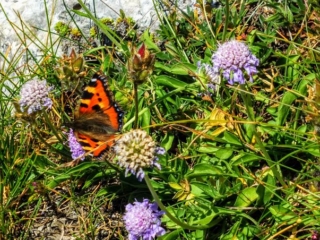 butterfly butterfly