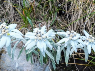 Edelweiss Edelweiss