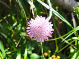 mountain flower mountain flower
