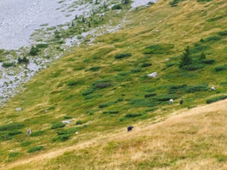 people gathering wild blueberries on the mountainside people gathering wild blueberries on the mountainside