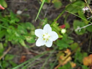 wildflower wildflower
