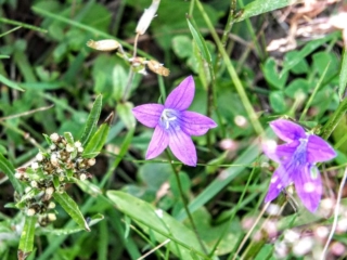 wildflowers wildflowers
