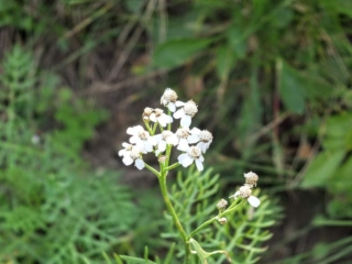 wildflower wildflower