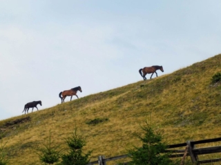 horses on the ridge horses on the ridge