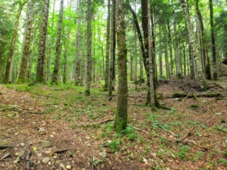 Beech forest Beech forest