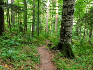 forest trail forest trail