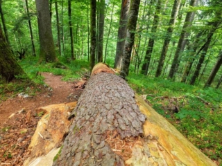 fallen tree fallen tree