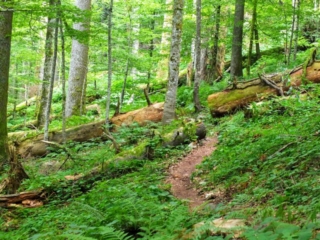 forest trail forest trail