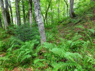 ferns ferns