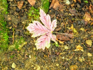fallen leaf fallen leaf