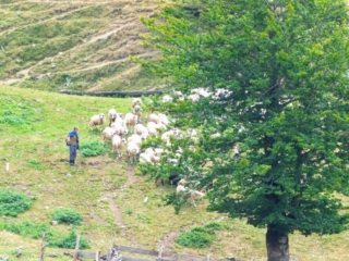 shepherd shepherd