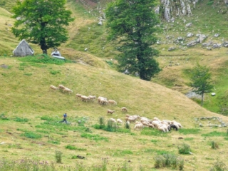 shepherd shepherd