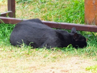 nap time nap time